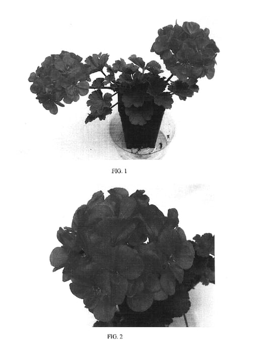 Figure 1 of US plant patent PP16533, the photograph of Balfanimfro printed in the patent.