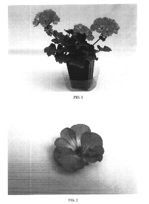 Figure 1 of US plant patent PP16534, the photograph of Balfanero printed in the patent.