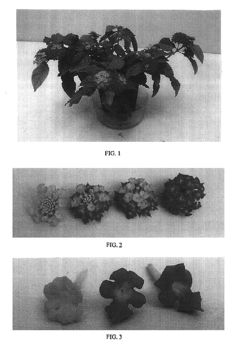 Figure 1 of US plant patent PP16535, the photograph of Balucrehot printed in the patent.