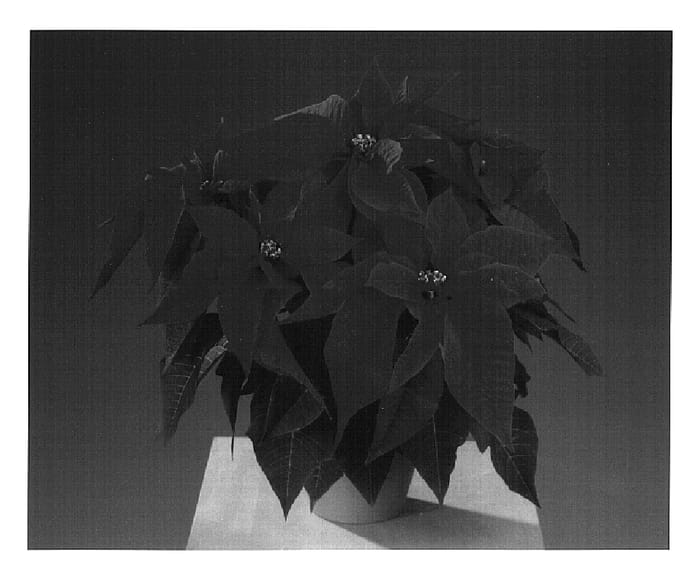 Figure 1 of US plant patent PP16536, the photograph of Fismillerl printed in the patent.