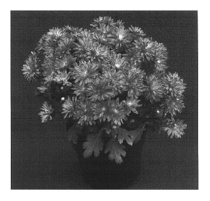 Figure 1 of US plant patent PP16537, the photograph of Zesty Yovanessa printed in the patent.