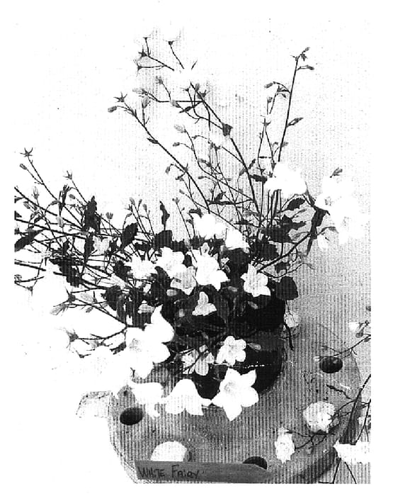 Figure 1 of US plant patent PP16538, the photograph of PKMh03 printed in the patent.