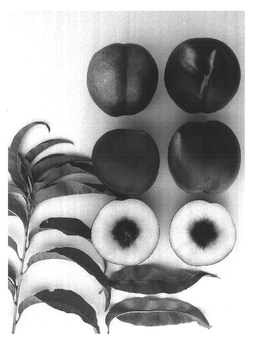 Figure 1 of US plant patent PP16539, the photograph of Viking Pearl printed in the patent.