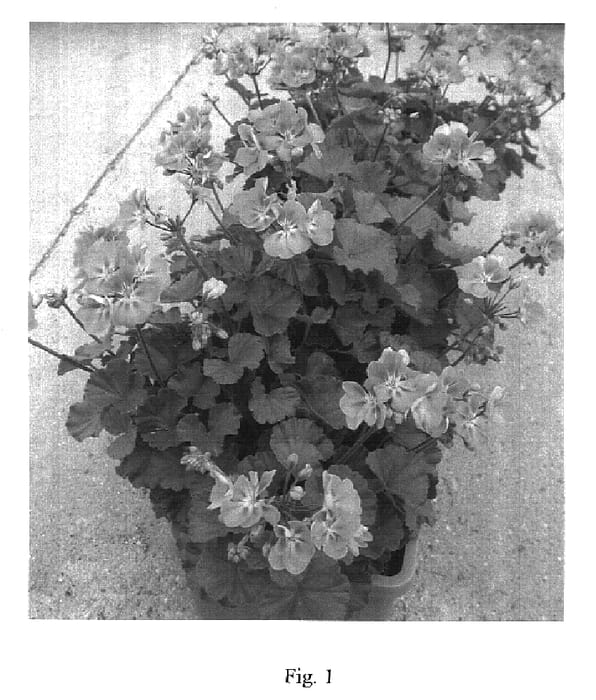 Figure 1 of US plant patent PP16540, the photograph of Pacdo printed in the patent.