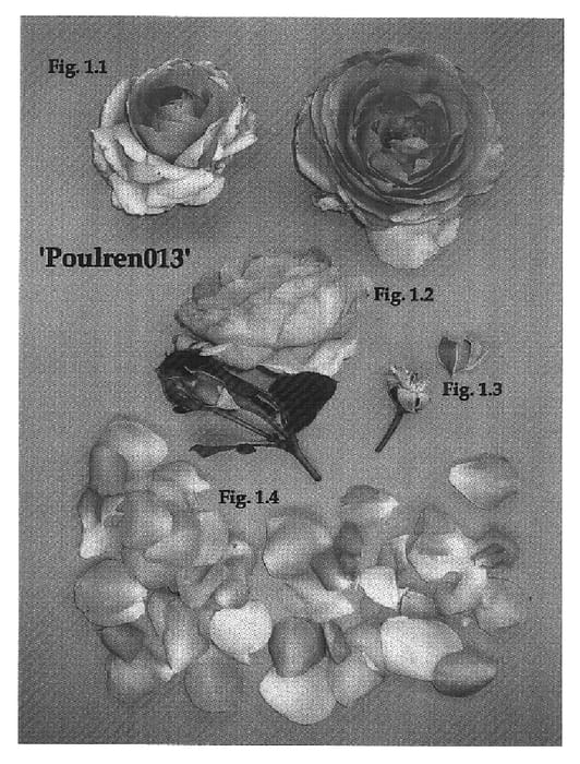 Figure 1 of US plant patent PP16541, the photograph of Poulren013 printed in the patent.