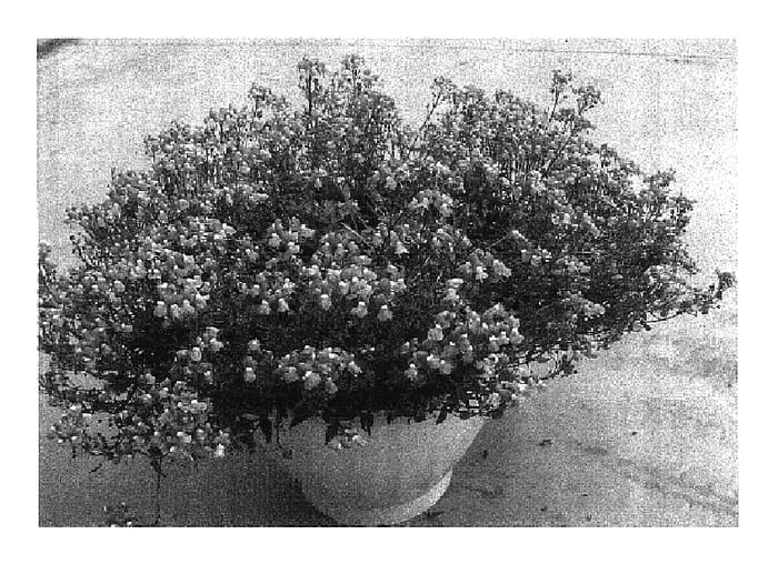 Figure 1 of US plant patent PP16542, the photograph of Sumnem 02 printed in the patent.