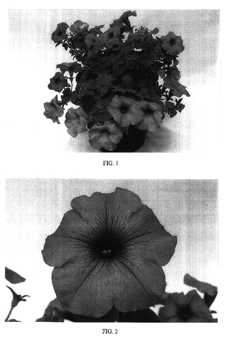 Figure 1 of US plant patent PP16543, the photograph of Balsundalav printed in the patent.
