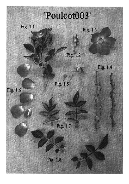 Figure 1 of US plant patent PP16544, the photograph of Poulcot003 printed in the patent.