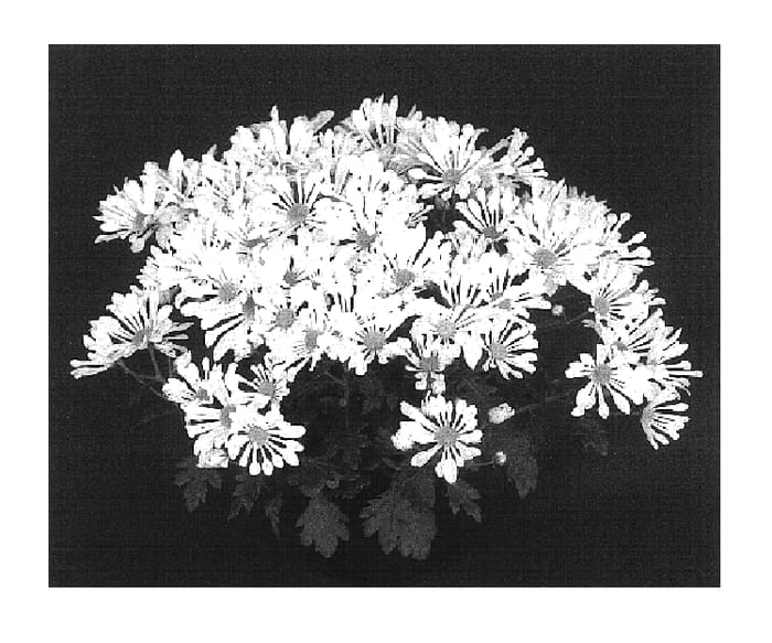 Figure 1 of US plant patent PP16545, the photograph of Yobrunswick printed in the patent.