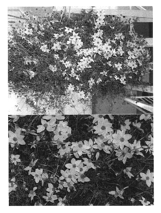 Figure 1 of US plant patent PP16546, the photograph of Big Sunlight printed in the patent.