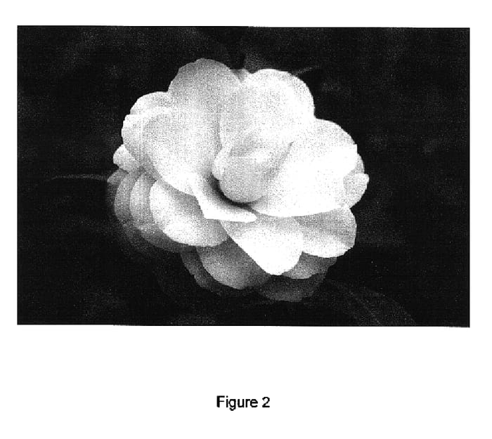 Figure 2 of US plant patent PP16547, the photograph of Classic Pink printed in the patent.