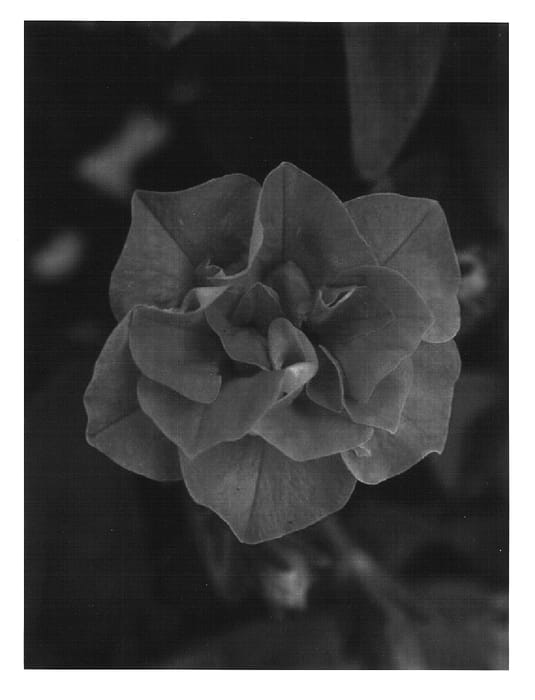 Figure 1 of US plant patent PP16548, the photograph of Dandopink printed in the patent.
