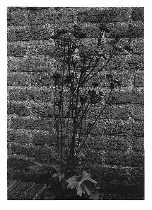 Figure 1 of US plant patent PP16549, the photograph of Moulin Rouge printed in the patent.