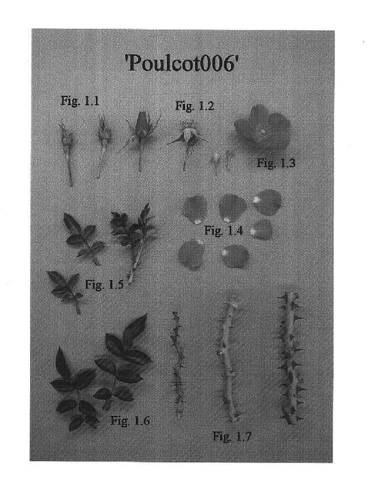 Figure 1 of US plant patent PP16550, the photograph of Poulcot006 printed in the patent.