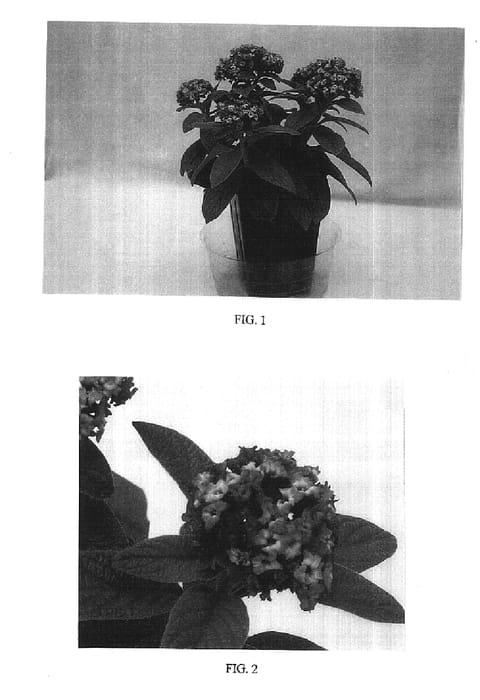 Figure 1 of US plant patent PP16551, the photograph of Balhelbabim printed in the patent.