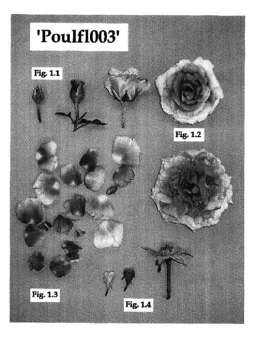 Figure 1 of US plant patent PP16552, the photograph of Poulfl003 printed in the patent.