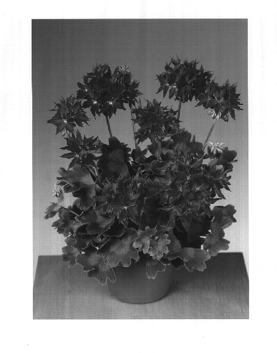Figure 1 of US plant patent PP16553, the photograph of Grafire printed in the patent.