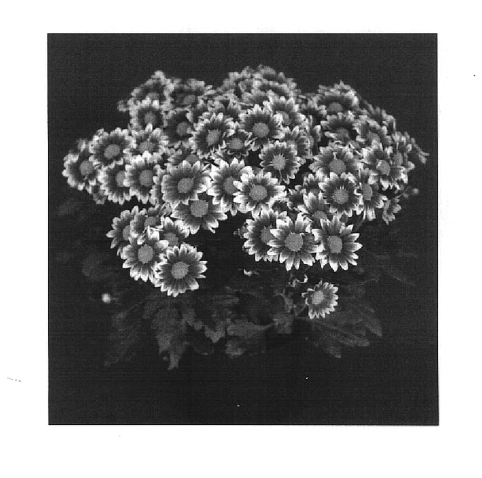 Figure 1 of US plant patent PP16554, the photograph of Yoniagara Falls printed in the patent.
