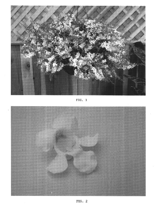 Figure 1 of US plant patent PP16555, the photograph of Balangbawi printed in the patent.