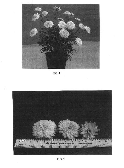 Figure 1 of US plant patent PP16556, the photograph of OHMADMADE printed in the patent.
