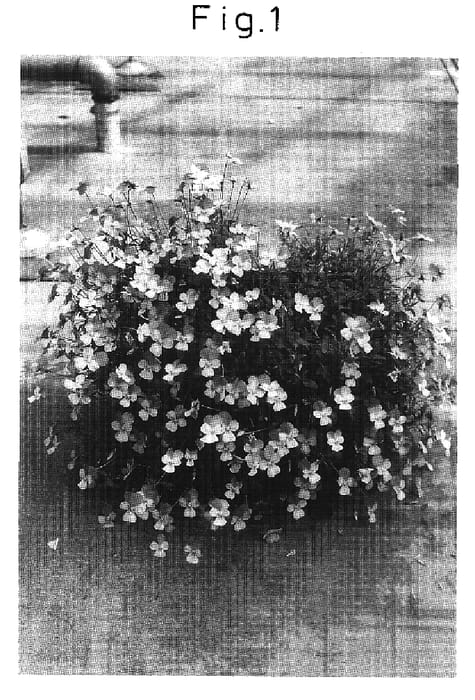 Figure 1 of US plant patent PP16557, the photograph of Sunviobuho printed in the patent.