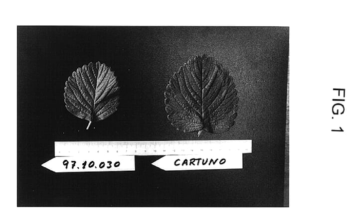 Figure 1 of US plant patent PP16558, the photograph of Sabrosa printed in the patent.