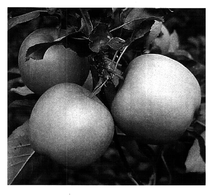 Figure 1 of US plant patent PP16559, the photograph of Nicogreen printed in the patent.