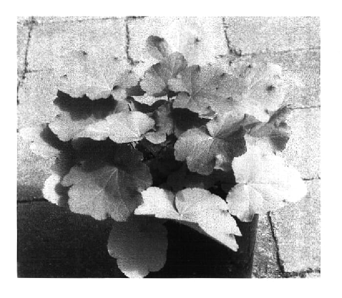 Figure 1 of US plant patent PP16560, the photograph of Caramel printed in the patent.