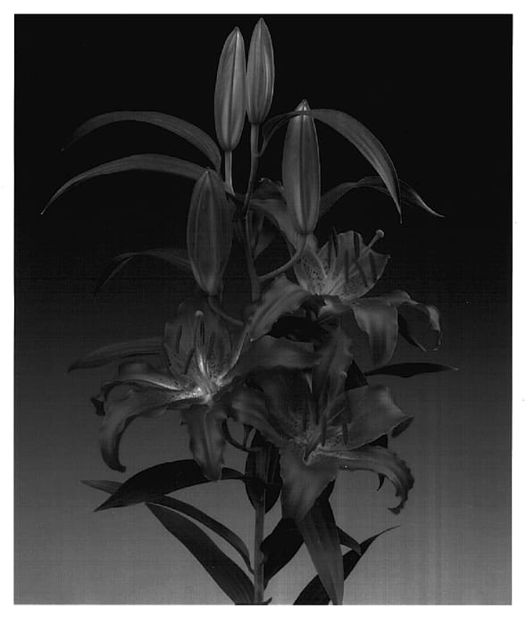 Figure 1 of US plant patent PP16561, the photograph of Dordogne printed in the patent.