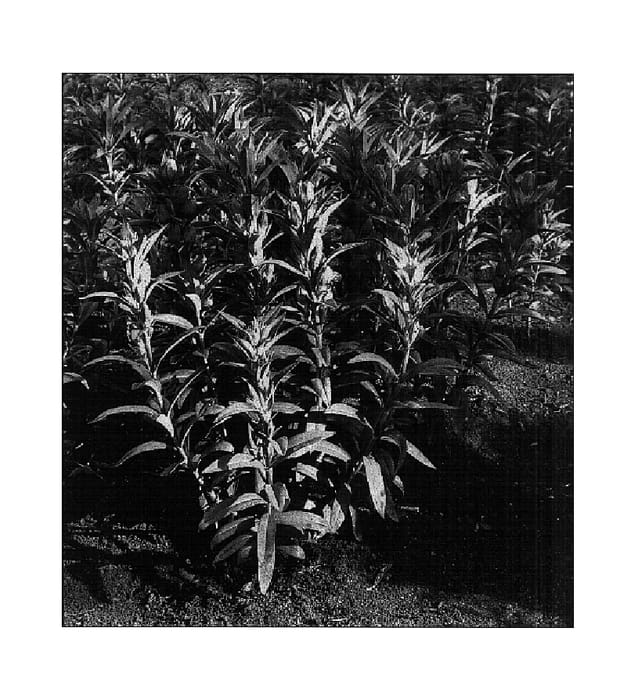 Figure 1 of US plant patent PP16562, the photograph of Marsha printed in the patent.