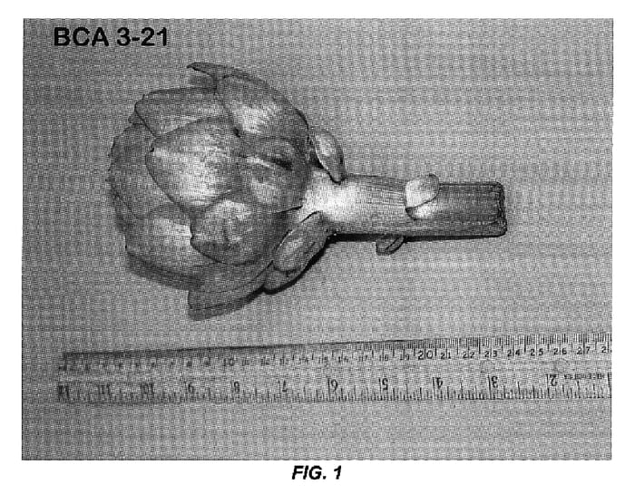 Figure 1 of US plant patent PP16563, the photograph of BCA 3-21 printed in the patent.