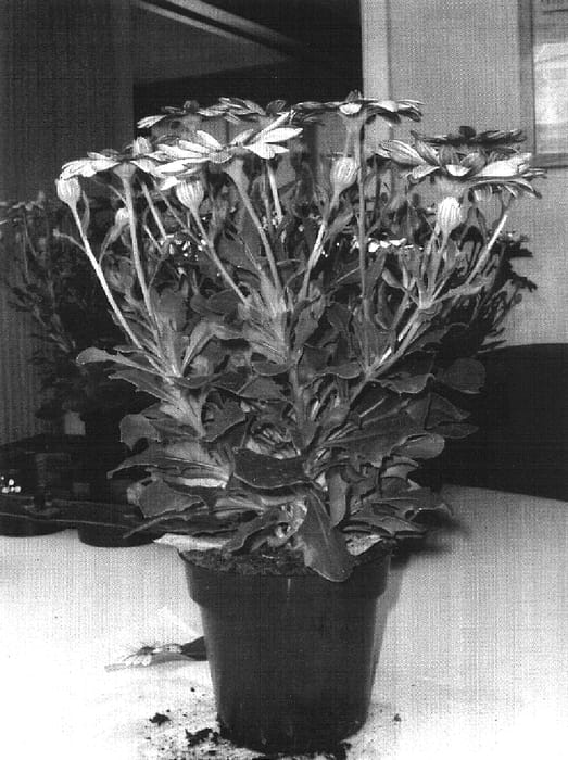 Figure 1 of US plant patent PP16564, the photograph of Sunny Elizabeth printed in the patent.