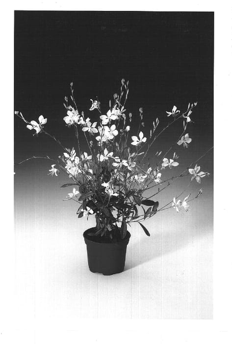 Figure 1 of US plant patent PP16565, the photograph of Gautalwhi printed in the patent.
