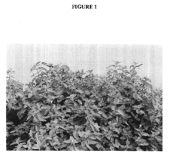 Figure 1 of US plant patent PP16566, the photograph of Kushal printed in the patent.