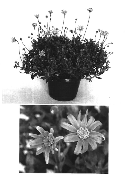 Figure 1 of US plant patent PP16567, the photograph of King Fisher printed in the patent.