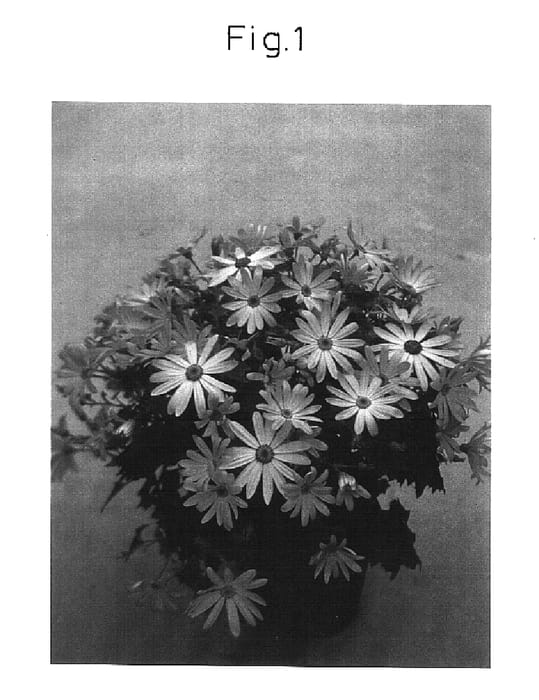 Figure 1 of US plant patent PP16568, the photograph of Sunsenerapi printed in the patent.