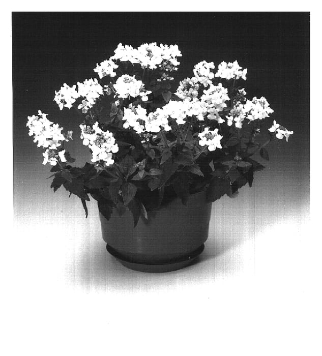 Figure 1 of US plant patent PP16569, the photograph of Nemhswhi printed in the patent.