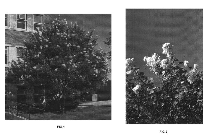Figure 1 of US plant patent PP16570, the photograph of SunDak printed in the patent.