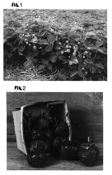 Figure 1 of US plant patent PP16571, the photograph of Clancy printed in the patent.