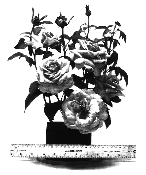 Figure 1 of US plant patent PP16572, the photograph of WEKblunez printed in the patent.