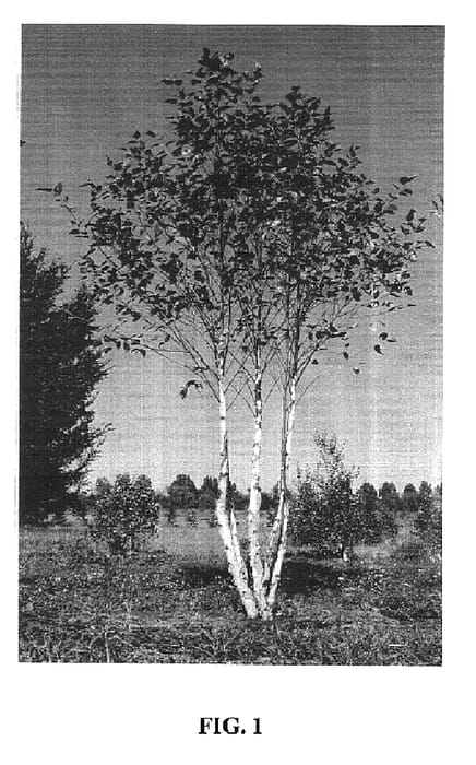 Figure 1 of US plant patent PP16573, the photograph of WHIT XXV printed in the patent.