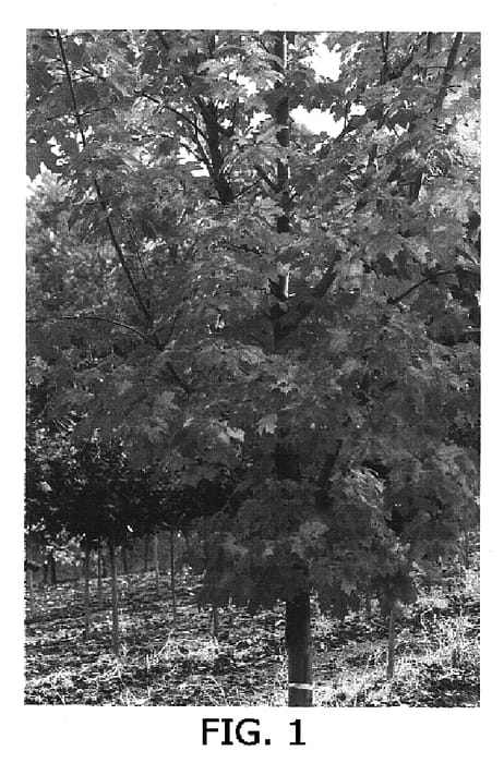 Figure 1 of US plant patent PP16574, the photograph of BAKrise printed in the patent.