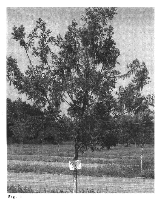 Figure 1 of US plant patent PP16575, the photograph of EXCEL printed in the patent.