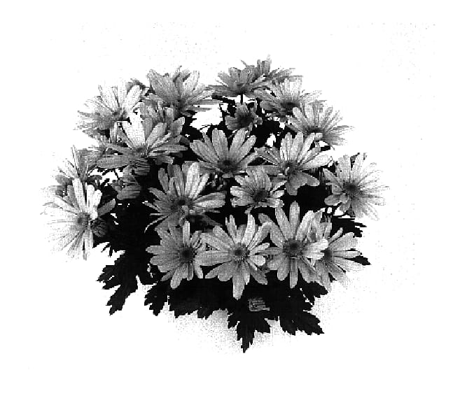 Figure 1 of US plant patent PP16576, the photograph of Mega Time Improved printed in the patent.