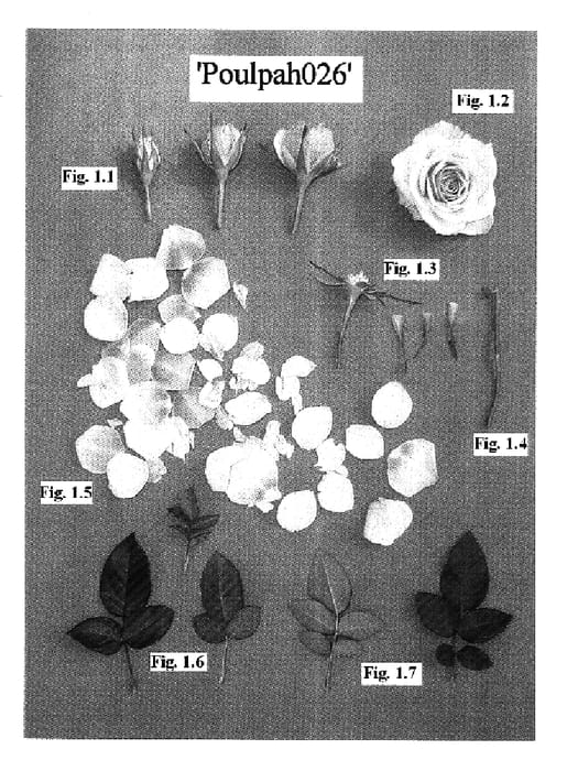 Figure 1 of US plant patent PP16577, the photograph of Poulpah026 printed in the patent.