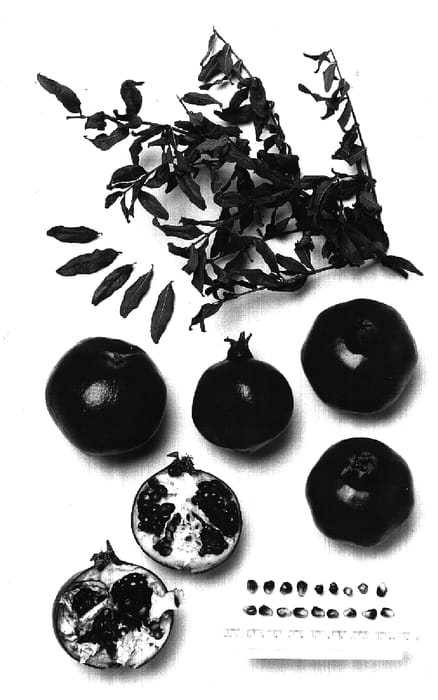 Figure 1 of US plant patent PP16578, the photograph of Smith printed in the patent.