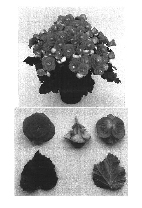 Figure 1 of US plant patent PP16579, the photograph of Binos Pink printed in the patent.