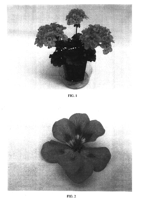 Figure 1 of US plant patent PP16580, the photograph of Balshorofla printed in the patent.