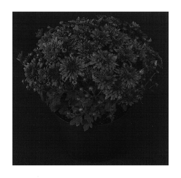 Figure 1 of US plant patent PP16581, the photograph of Bold Yovanessa printed in the patent.