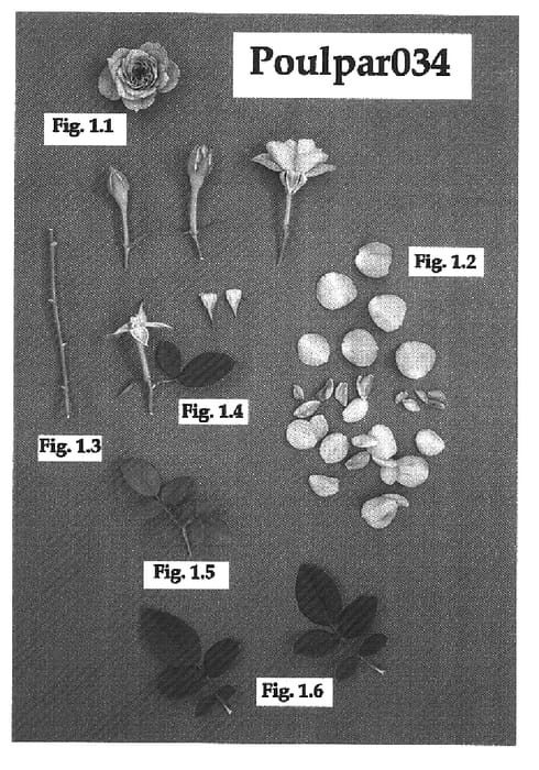 Figure 1 of US plant patent PP16582, the photograph of Poulpar034 printed in the patent.